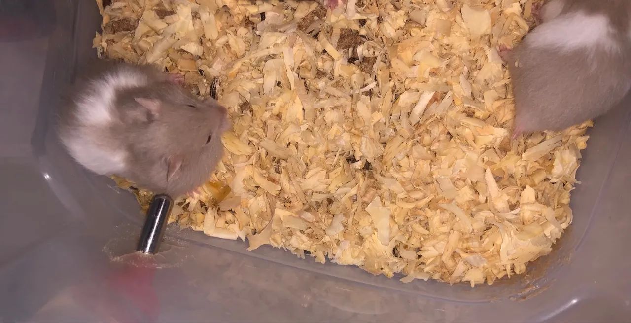 Hamster sírio ( fazemos entrega) - Foto 5