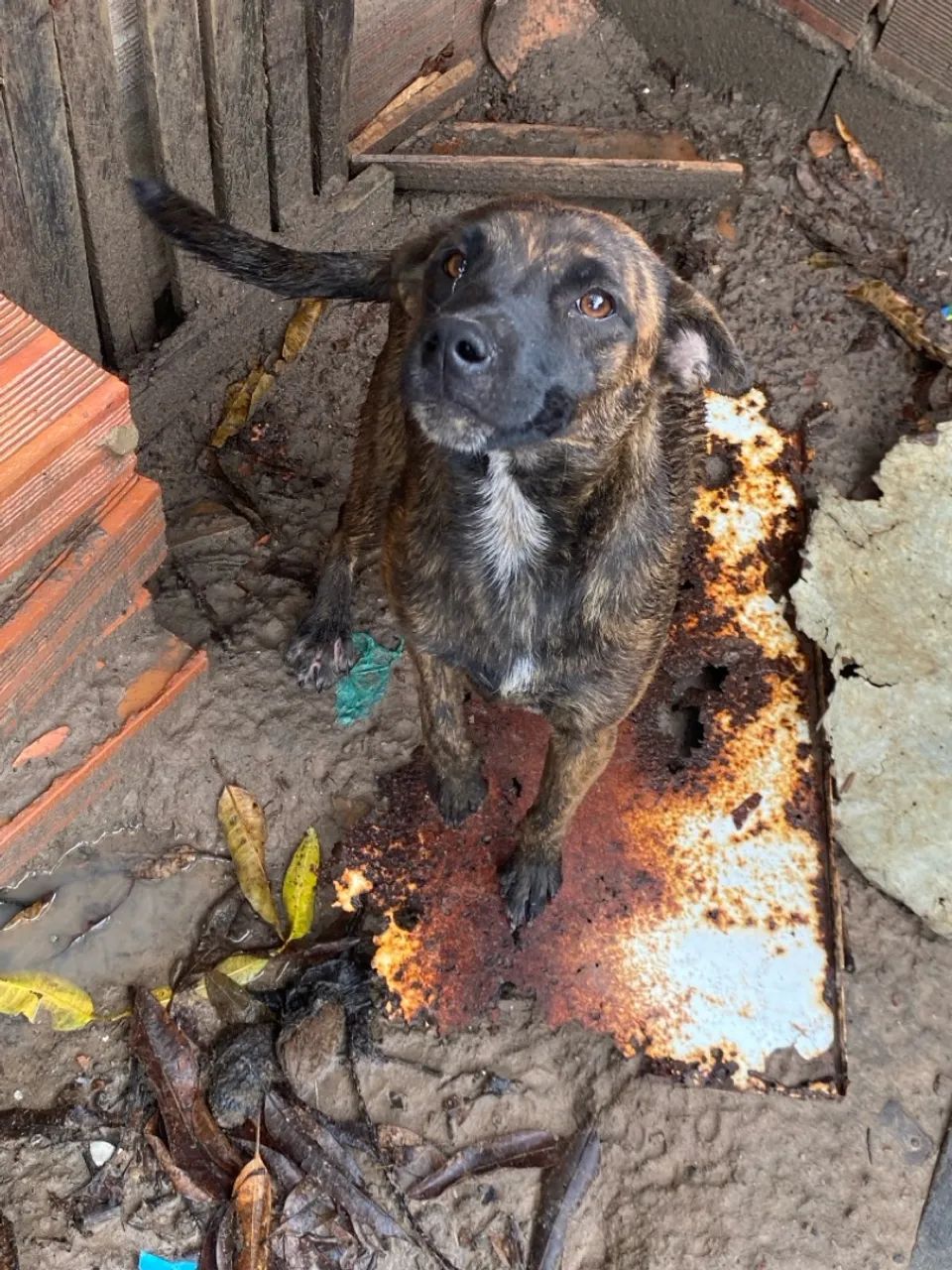 Cachorro disponível para adoção - Foto 2