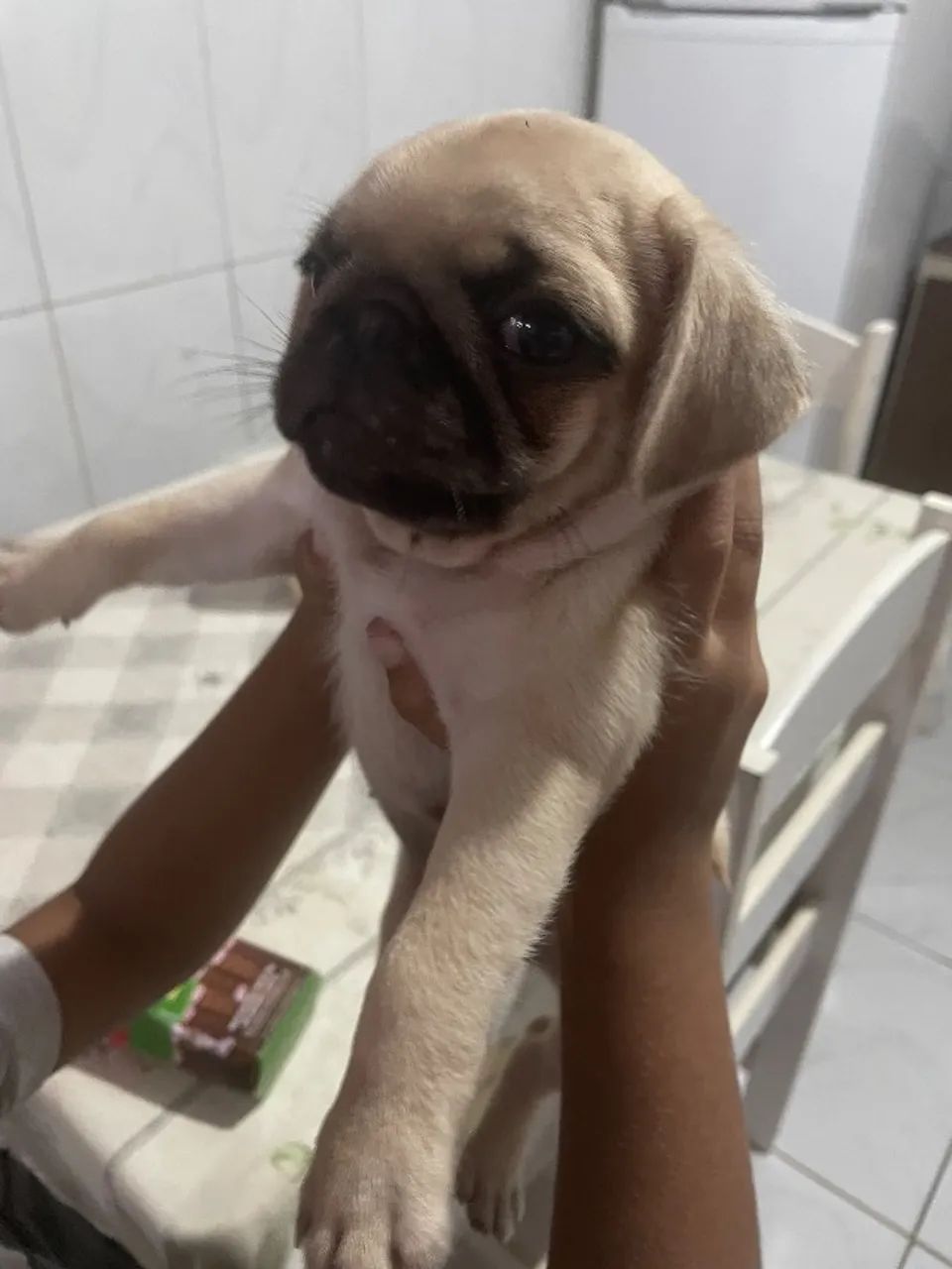 Filhote de Pug - Foto 3