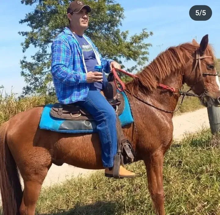 Celas para cavalos