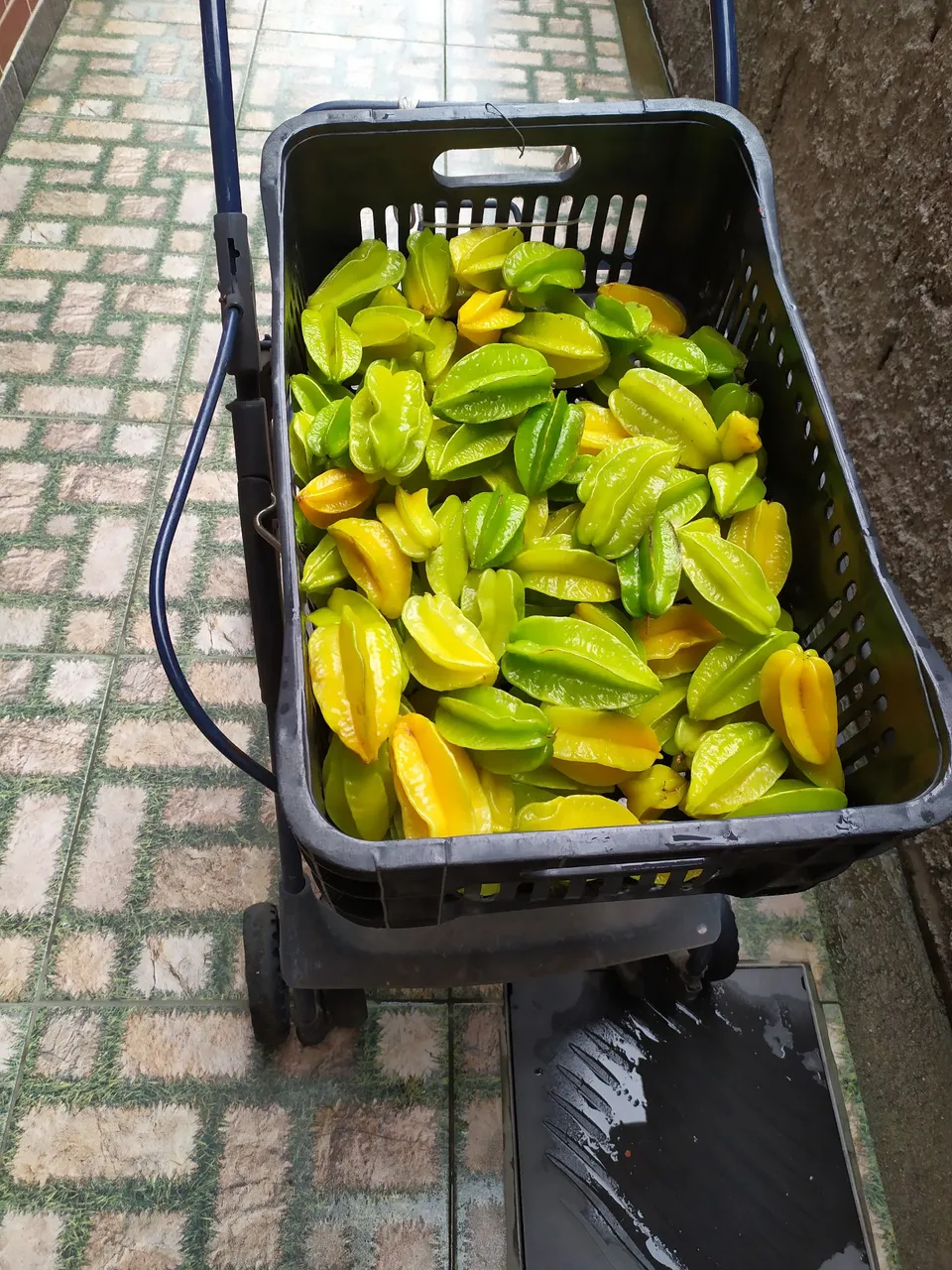 Carambolas Frescas e Deliciosas - R$ 5,00 k