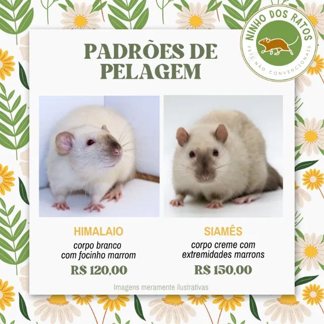 Ratos Twister - Siamês, Silvermane, Dumbo - Foto 2