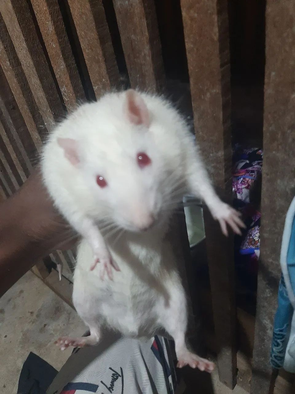 Ratos Twitter a venda 