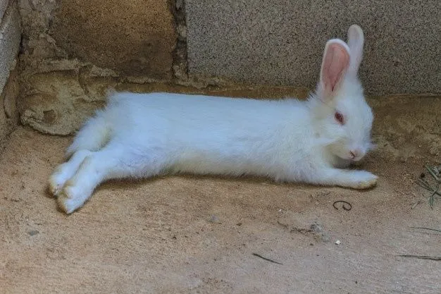 coelho macho com 7 meses branco