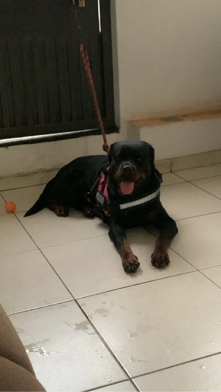 Rottweiler Femea - para cruzar(PROCURA-SE UM NAMORADO)