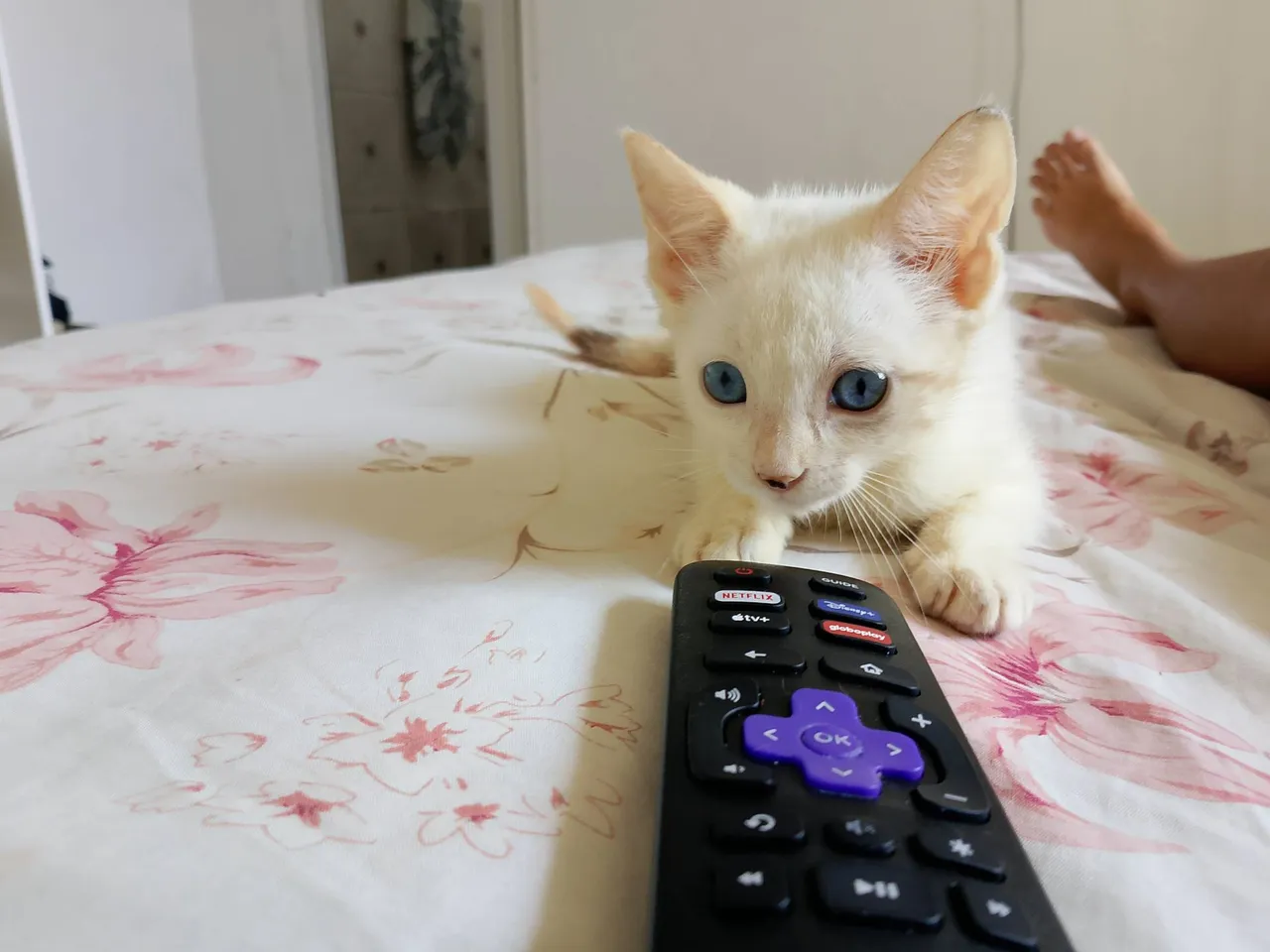Gatinho filhote, olhos azuis e muito fofura!