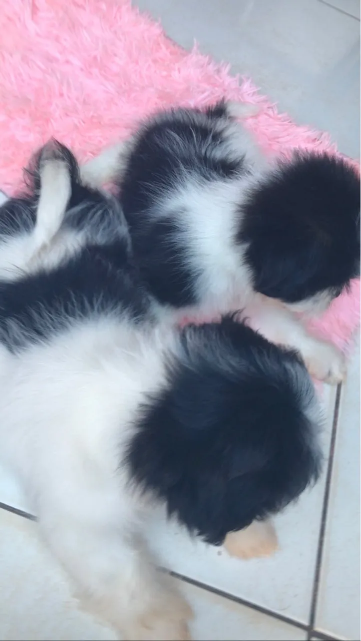 Filhotes de Shih Tzu lindos e saudáveis