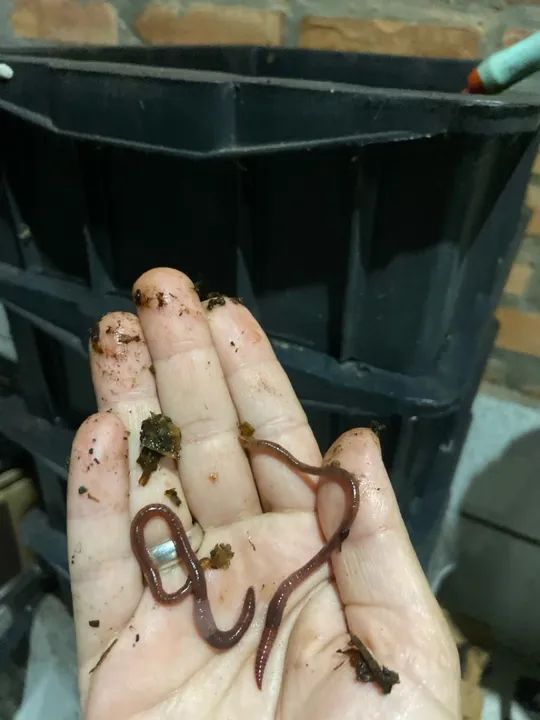 Minhocas Californianas para Compostagem - Foto 2