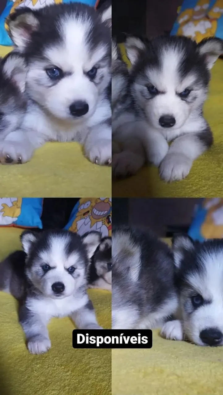 Filhotes Husky Siberiano Lindos e Brincalhões