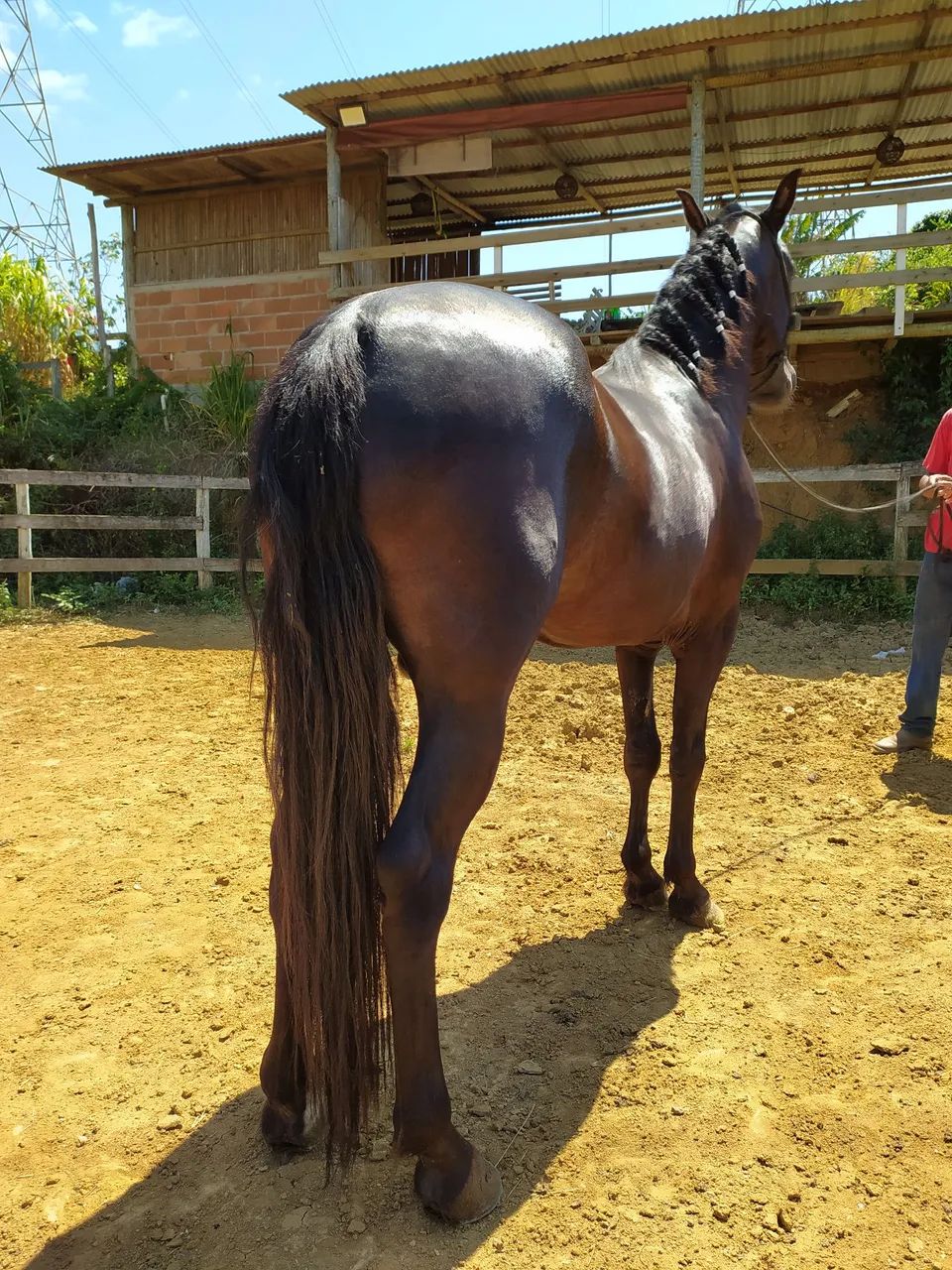 Cavalo Mangalarga Marchador  - Foto 2