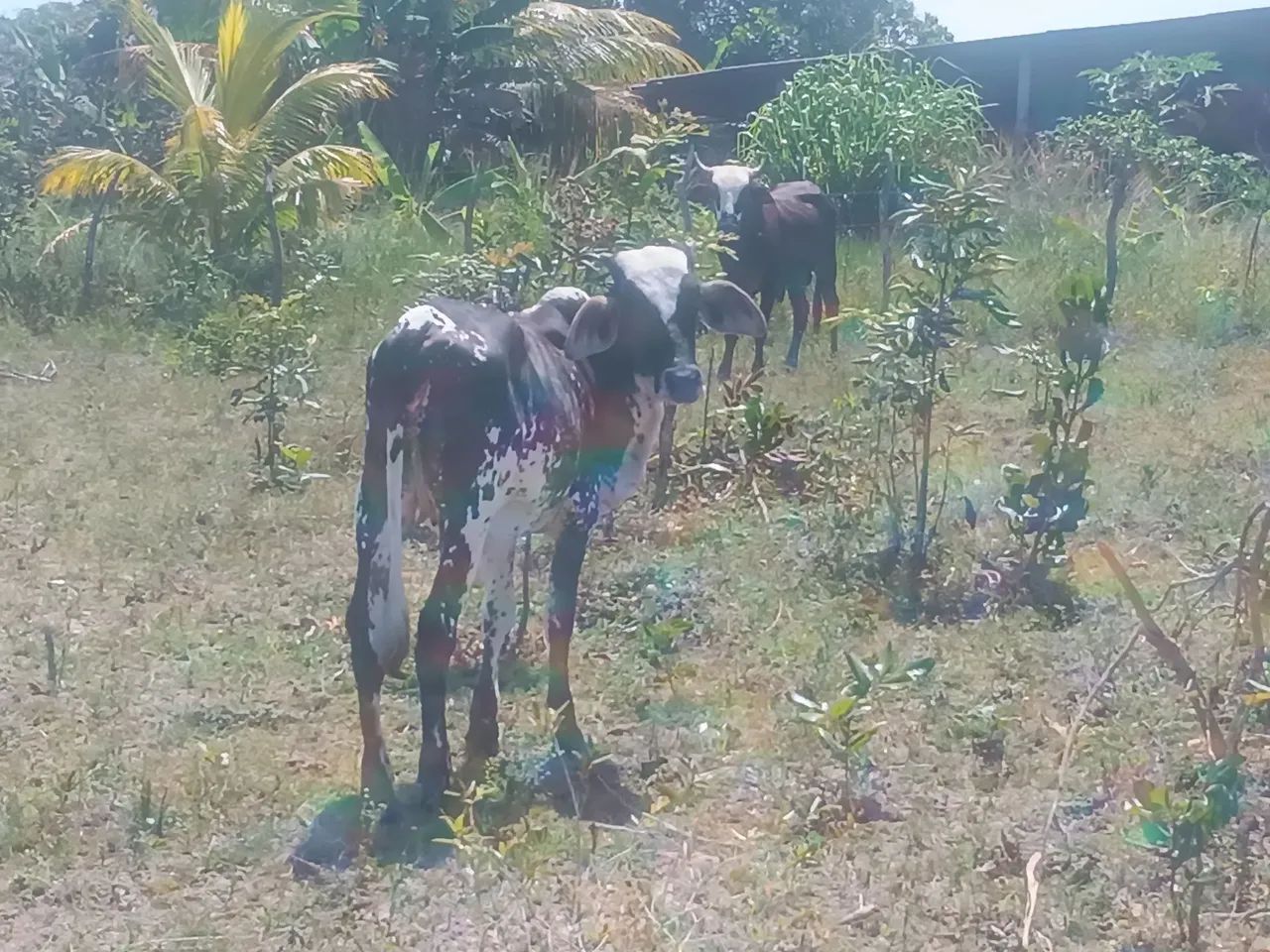 Novilha de 2 anos que nunca pariu - Foto 3