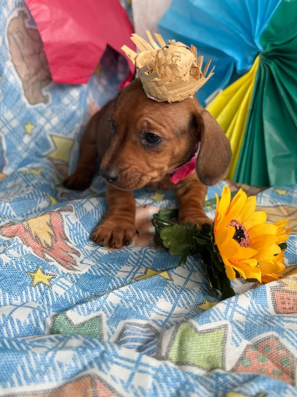 Filhote de basset macho muito fofo!