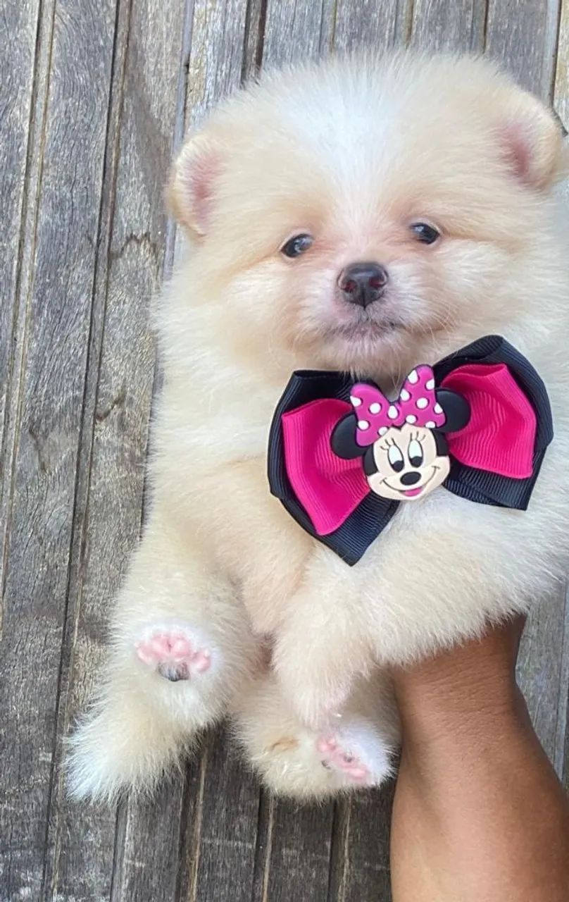 Spitz alemão Lulu da pomerania  - Foto 2