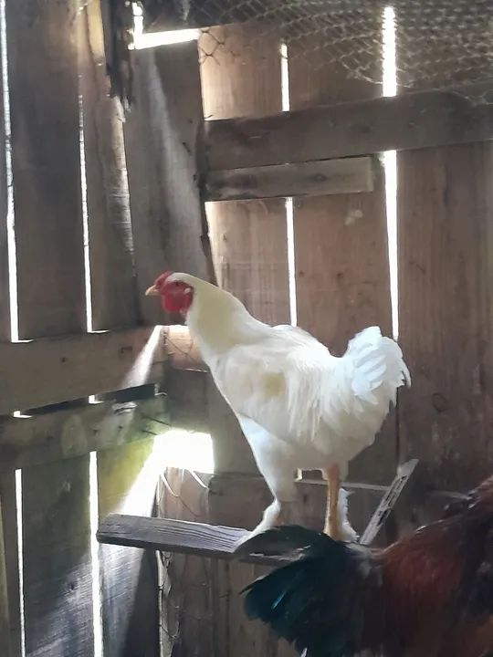 Galos caipiras - Foto 4