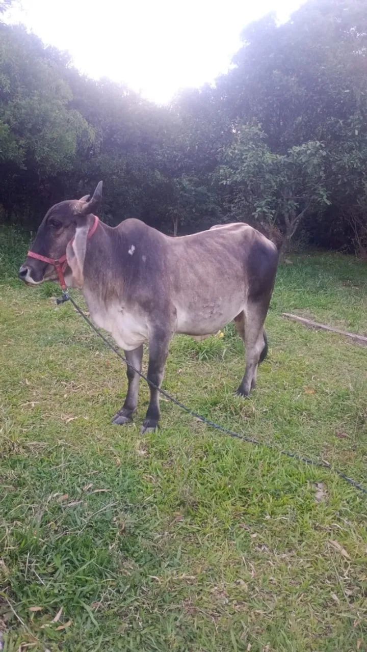 Vaca prenha - Foto 2