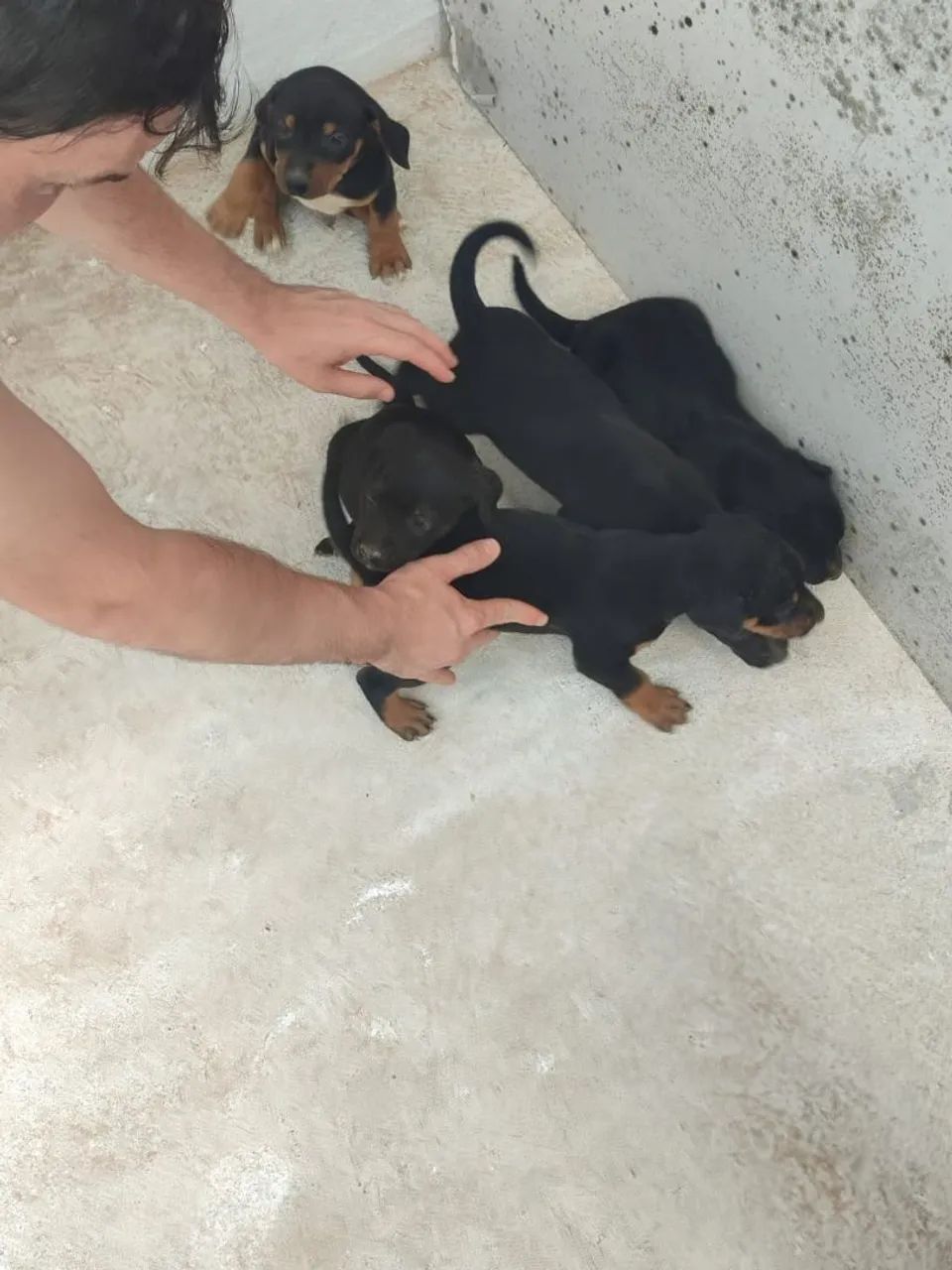 Filhote de cachorro - Foto 5
