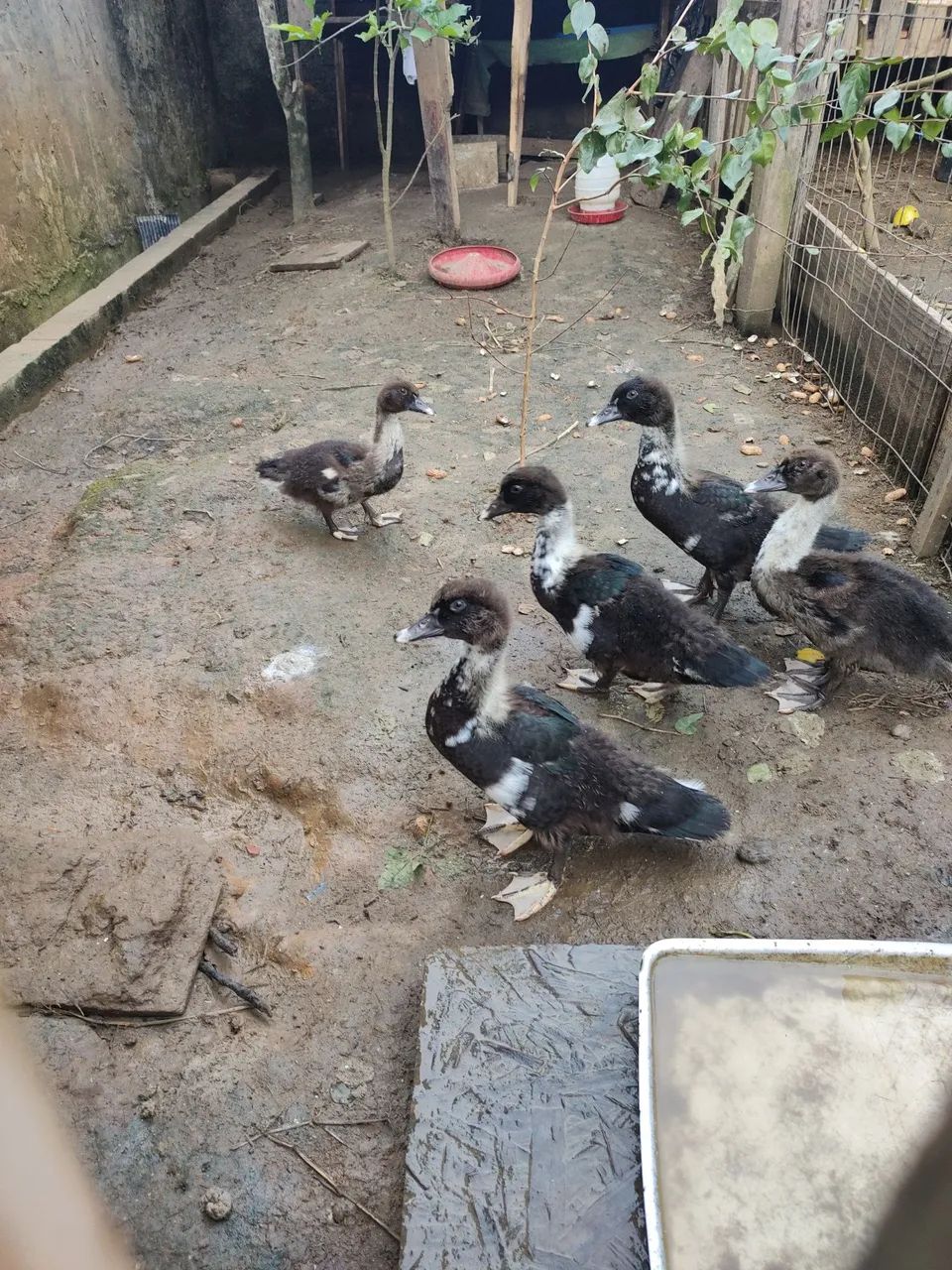 Pato jovem e adulto  - Foto 2