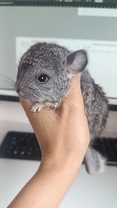Filhote de Chinchila (macho) - Foto 3