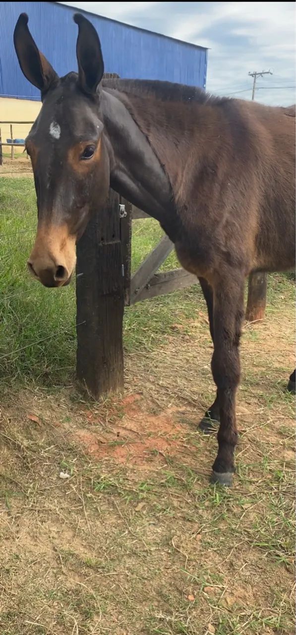Burro preto 15meses  - Foto 2
