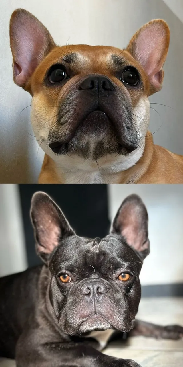 Filhote de buldogue francês