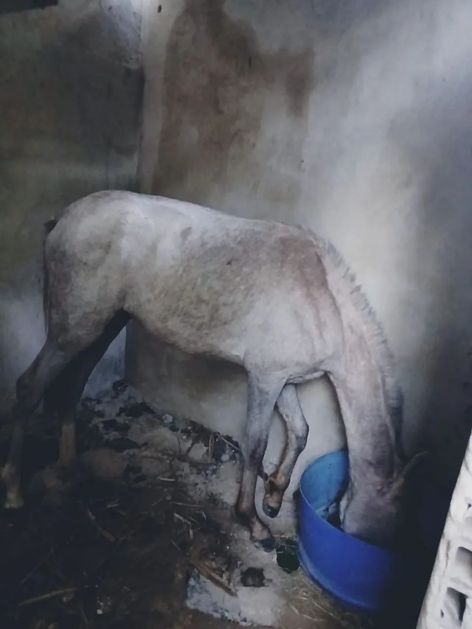 Potro tordilho negro - Foto 2