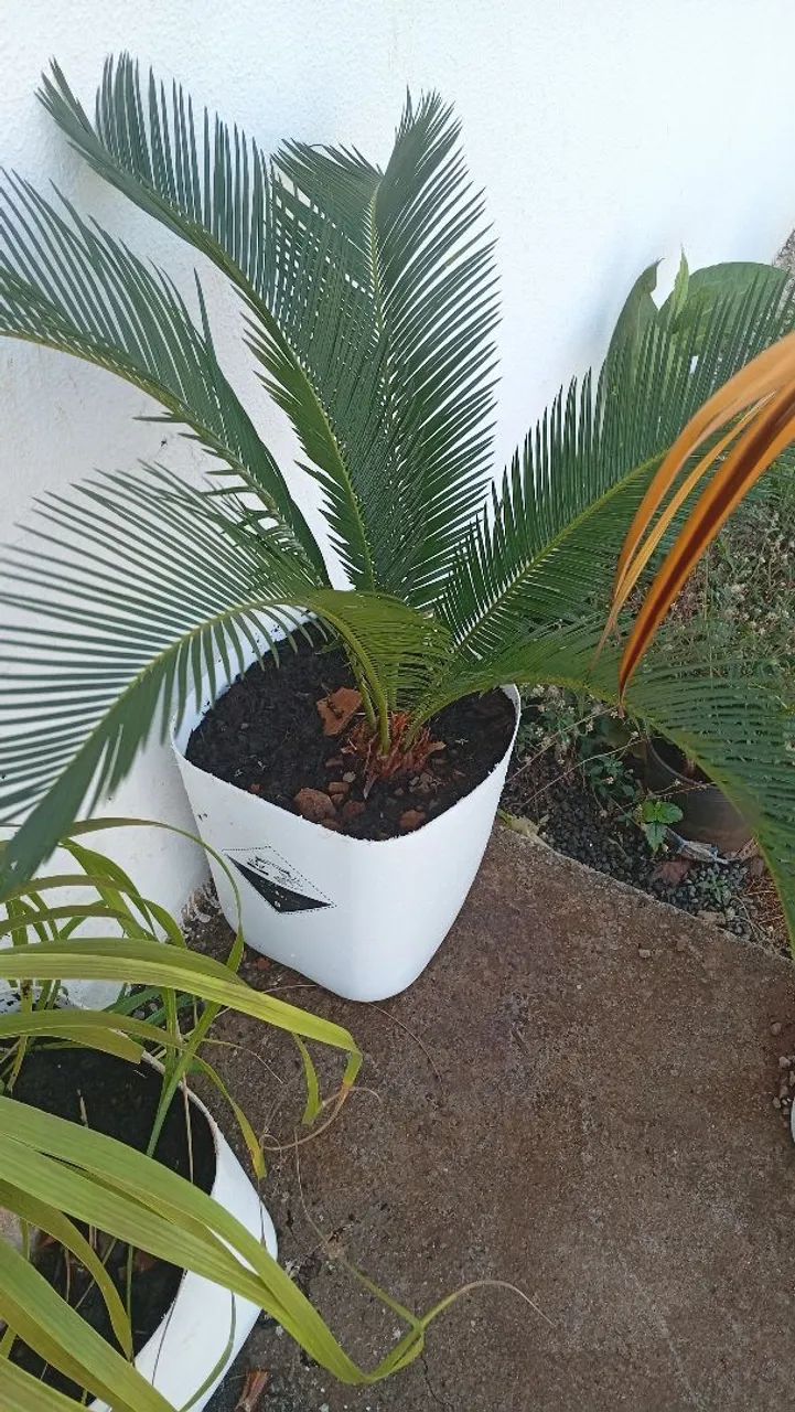 Comércio de plantas ornamentais  - Foto 3