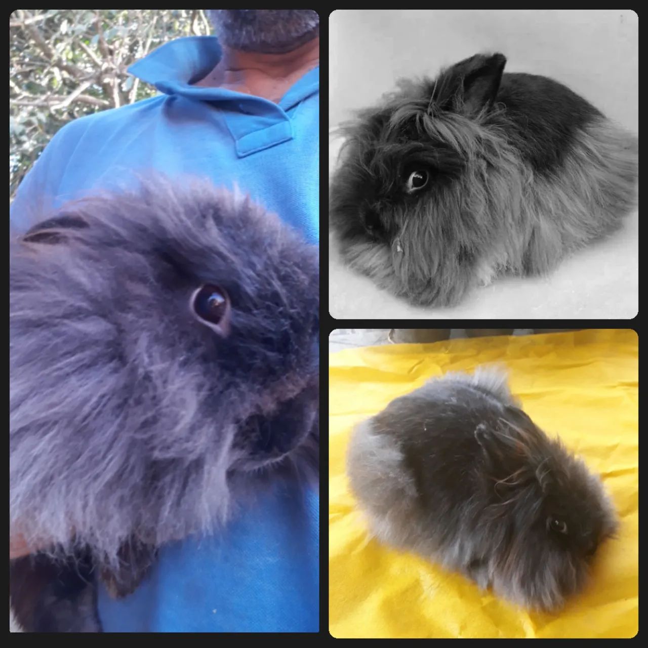 Coelho Lion head Raça pura  peludos - Foto 4