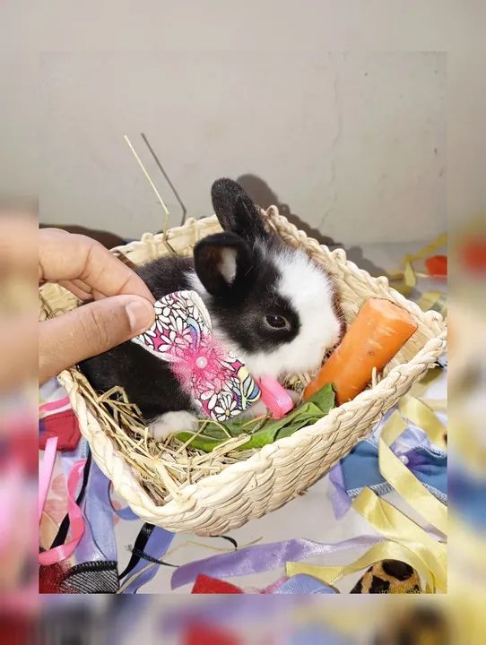 Filhotes Coelhos Raça Lionheart - Foto 4