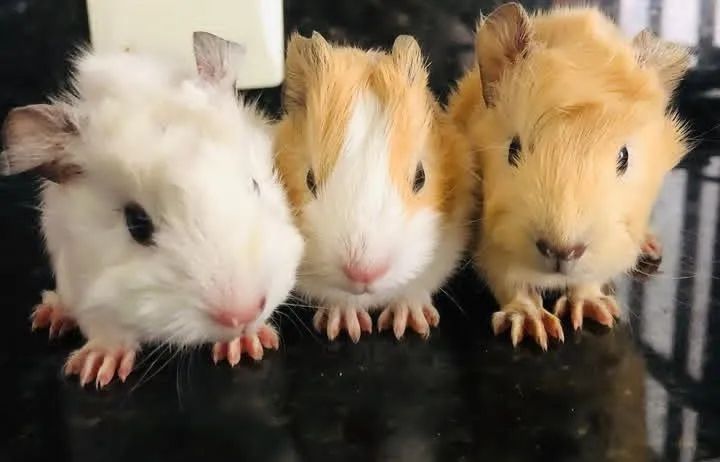 Porquinhos da Índia 