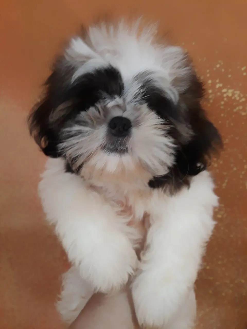 Shih tzu