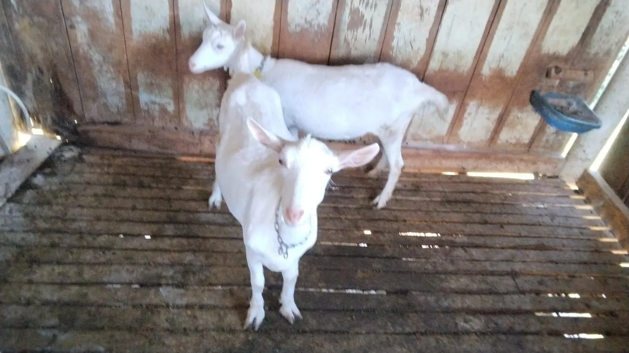 Cabras leiteiras em lactação e ovelhas