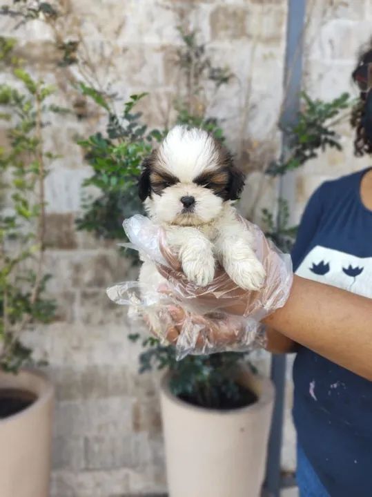 Lhasa Apso os mais saudaveis e legetimos pacotinhos de amor  - Foto 2