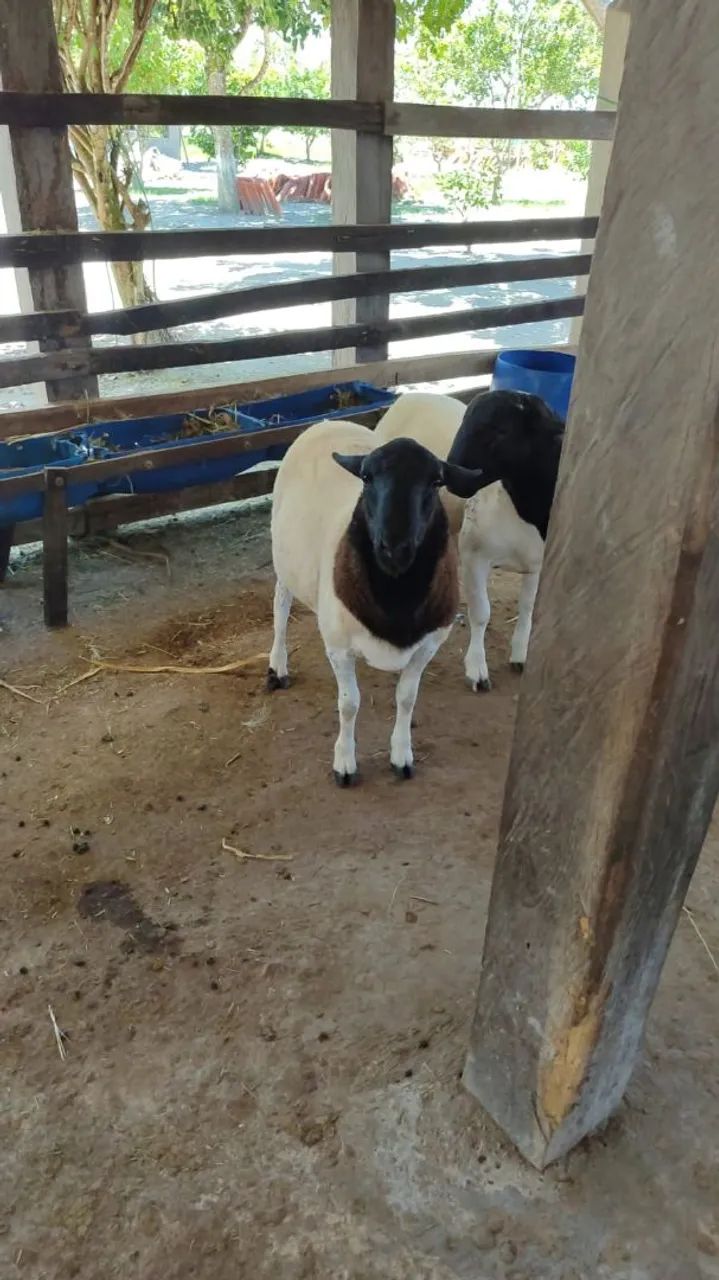  Vende se Carneiro doper