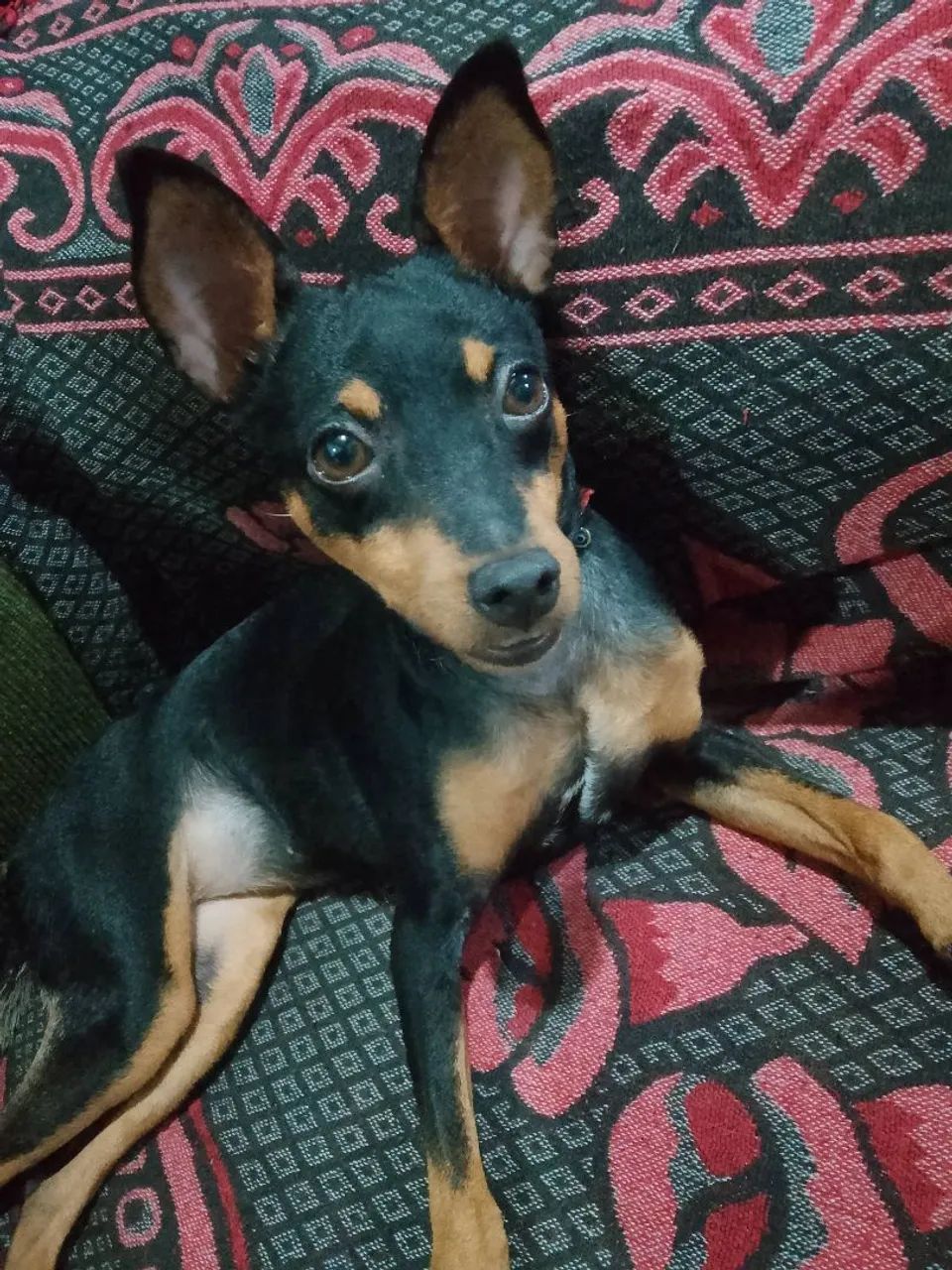 Pinscher  - Foto 2