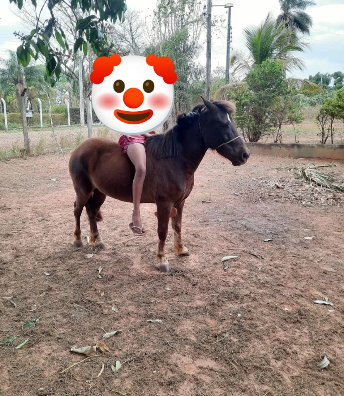Vendo uma égua