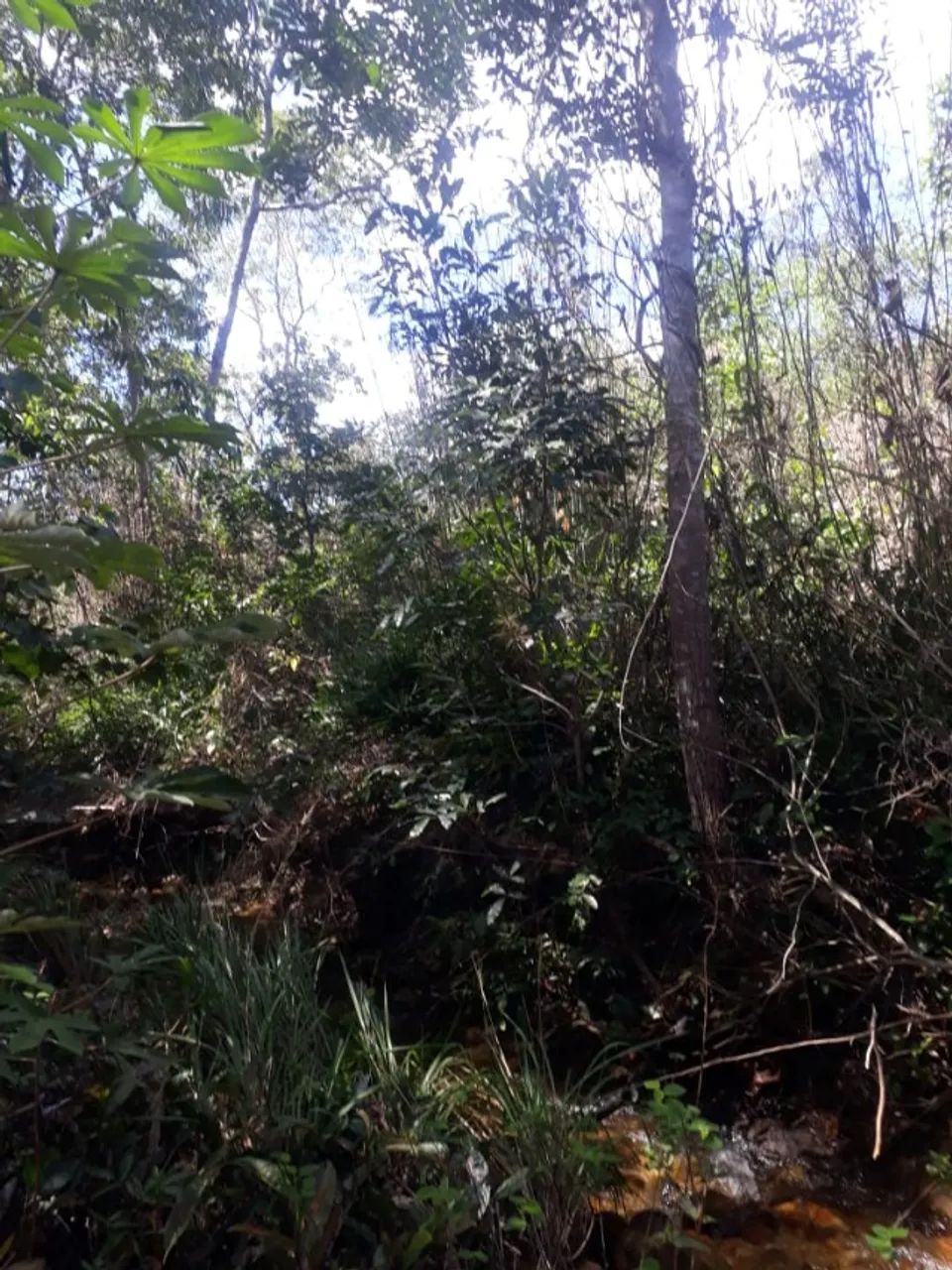 Fazenda de 580 hectares em Almas- Tocantins - Foto 3