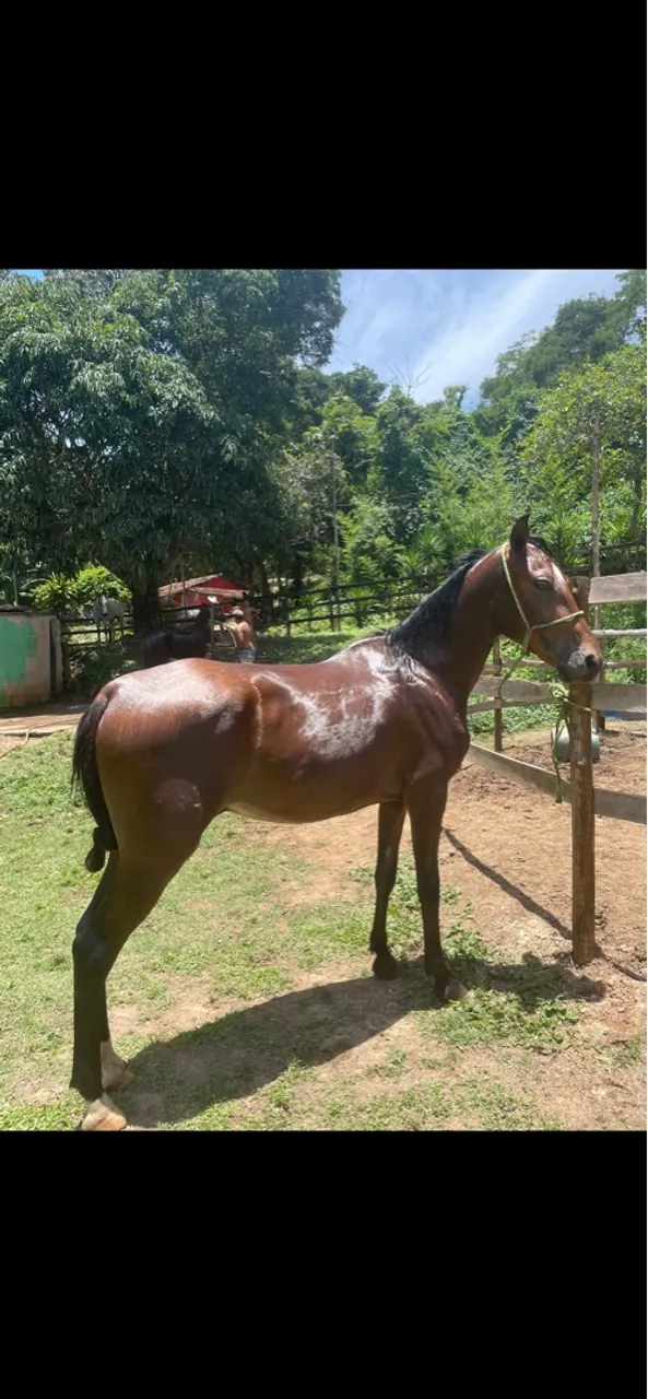 Cavalo