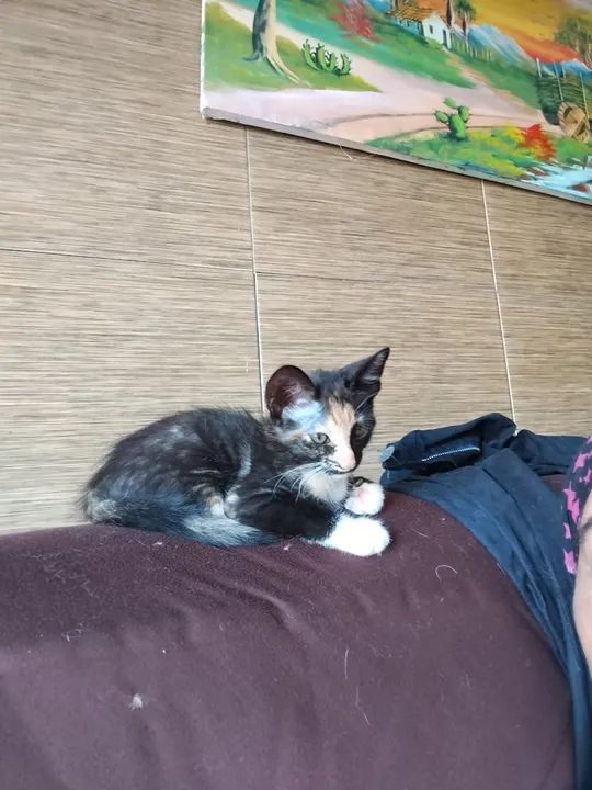 Gatinho fofo para adoção - Foto 6