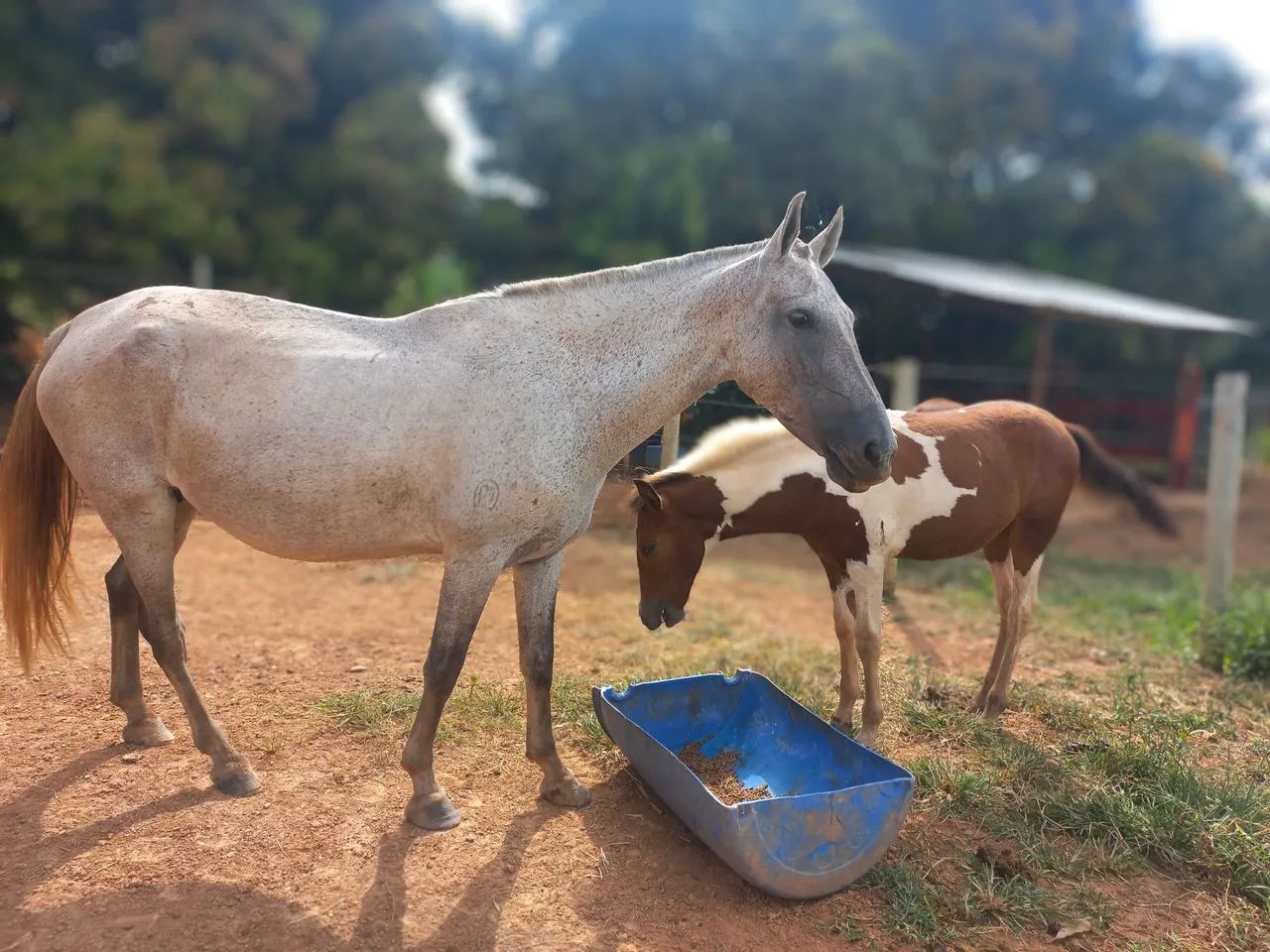 Egua mangalarga registrada, e potro - Foto 6