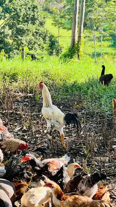 Frangos e galo - Foto 2