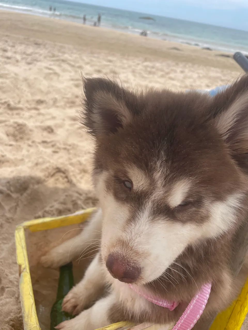 Husky siberiano  - Foto 6