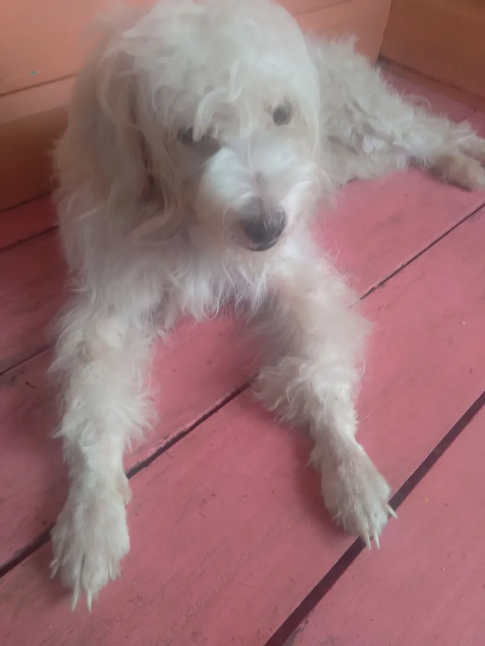 Estou doando  essa cachorrinha 