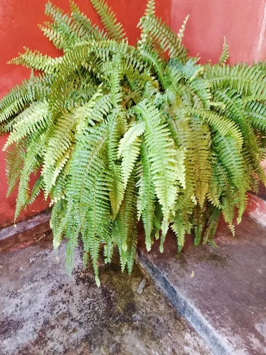 Compostagem de codorna. - Foto 2