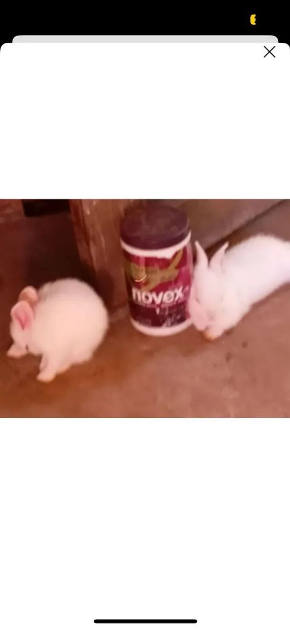 Coelhinho branco fofo para adoçar seu dia! - Foto 2