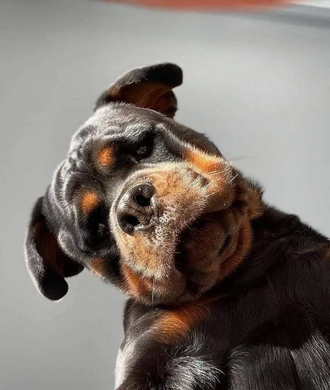 Rottwailer - Lindo E Curioso