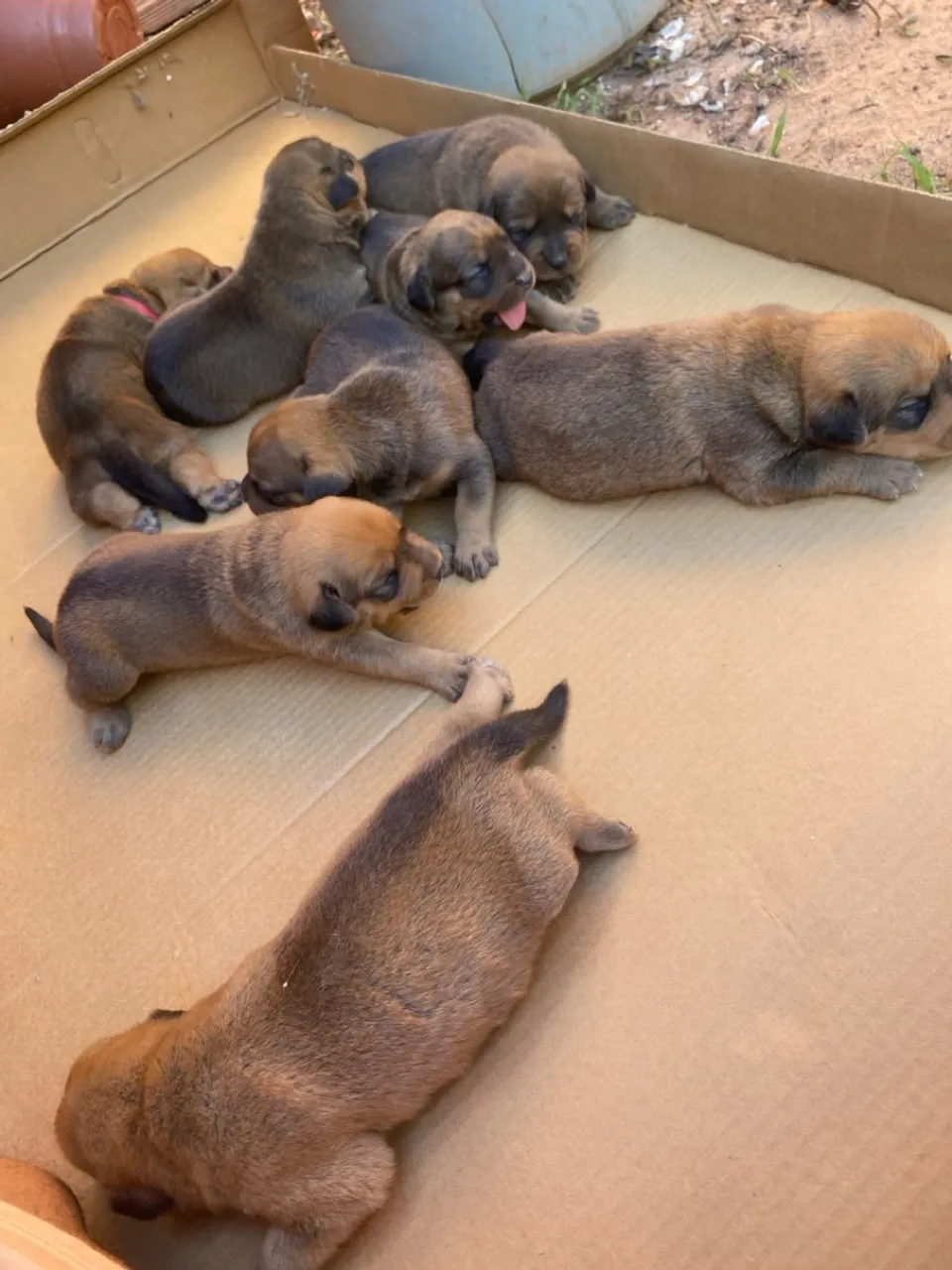 Filhotes de cachorro adorável