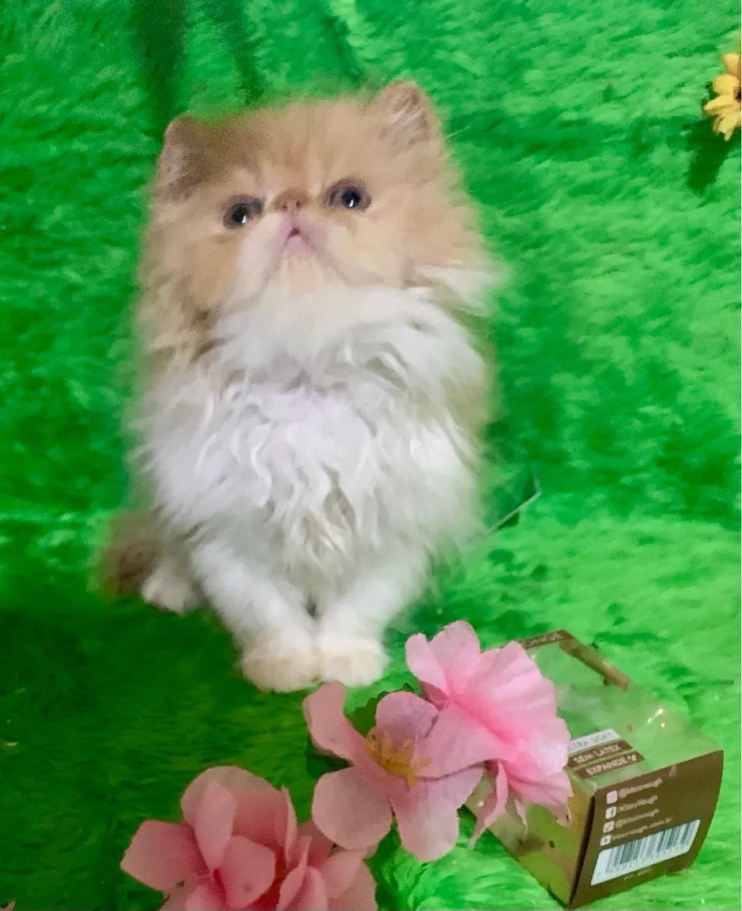 Filhote de persa fêmea bicolor padrão show 