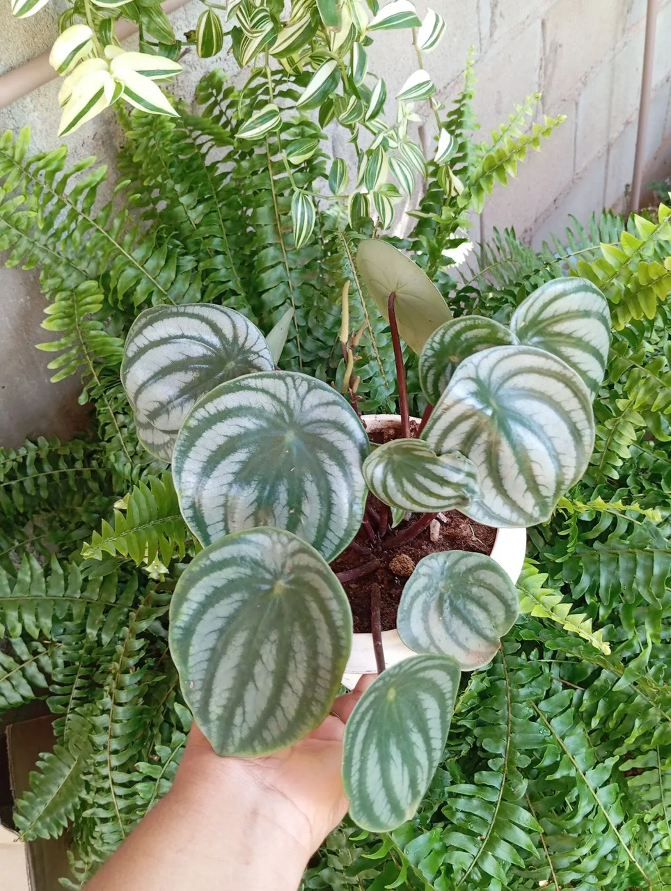 Peperomia melancia linda