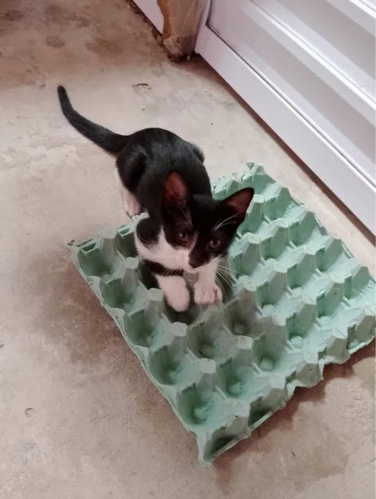 Gatinho preto e branco - Foto 3