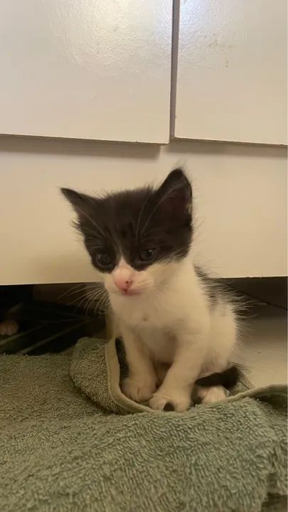 Gatinho lindo para adoção